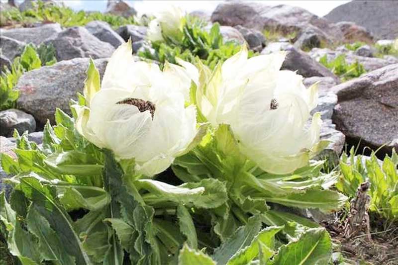 Thành phần chính của Phong Thấp Linh là hoa Tuyết liên