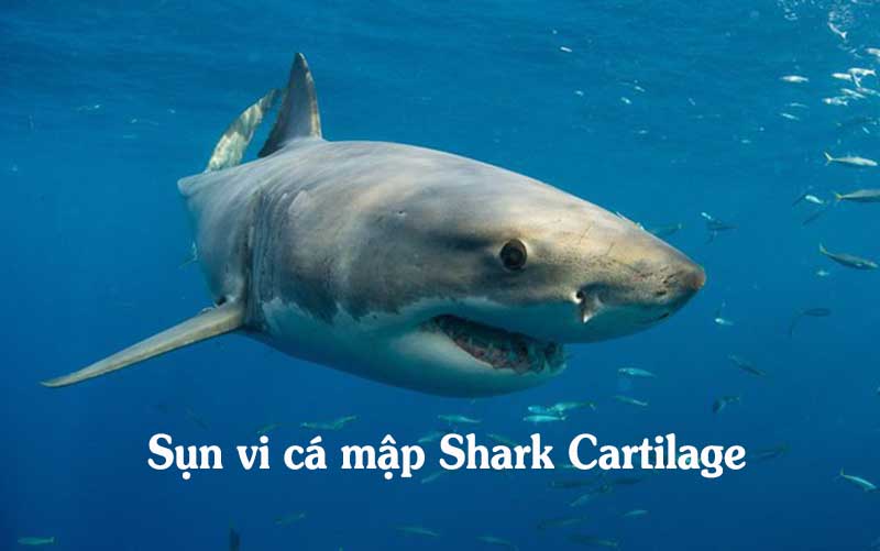 Sụn vi cá mập Shark Cartilage có nhiều tác dụng tốt cho hệ xương khớp