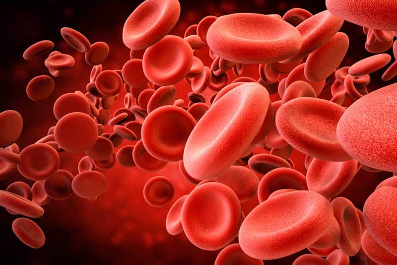 Các căn bệnh về máu có thể làm nổi nốt đỏ và gây ngứa