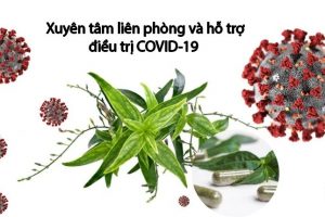 Xuyên tâm liên – Thảo dược VÀNG dẫn đầu danh sách Top 6 dược liệu tăng cường sức đề kháng, giảm ảnh hưởng của COVID 19