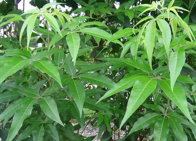 Lá cây ngũ trảo có chiều dài khoảng 5 - 8cm, mọc đối nhau