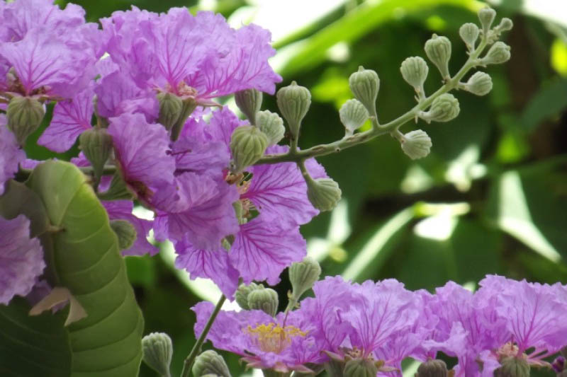 Hoa của loài cây này mọc theo cụm ở ngọn, mỗi cụm có 6 - 9 hoa