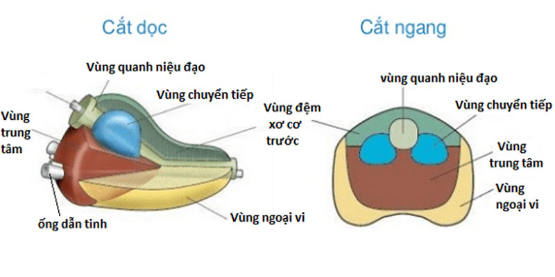 Giải phẫu tuyến tiền liệt được chia thành 4 vùng chính