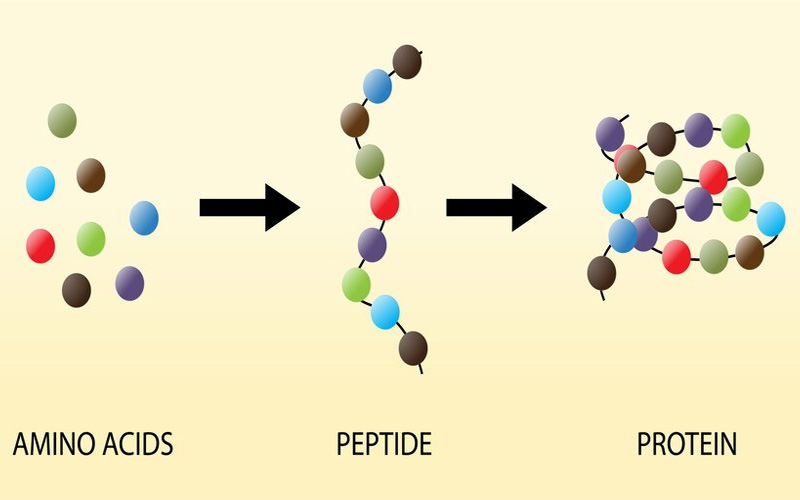 Peptan là một loại peptide đặc biệt, bao gồm một chuỗi dài các axit amin cao cấp