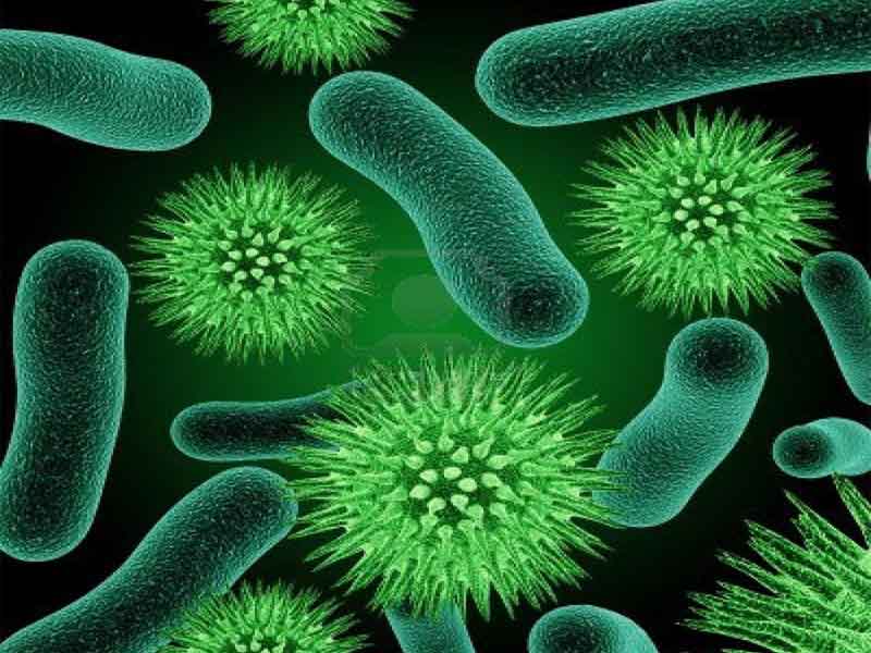 Có rất nhiều loại vi khuẩn có thể gây bệnh