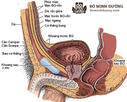 Giải phẫu tuyến tiền liệt để thấy chức năng kiểm soát dòng tiểu